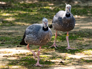 The Crested Screamer or Southern Screamer found in Argentina living at a zoo in Alabama.