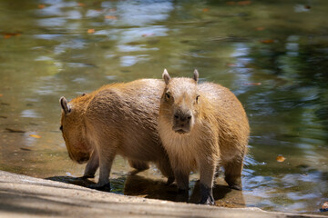 South American Capybara family swimming and resting at the zoo.