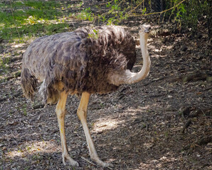 Female Ostrich at the zoo was looking for roots and bugs in the sand.