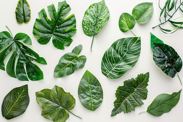 Diverse Collection of Tropical Leaf Patterns