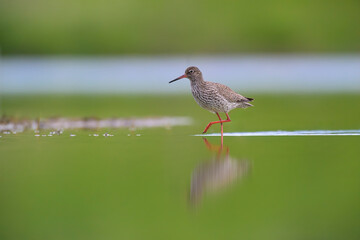 Rotschenkel Tringa totanus