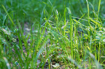 太陽光があたって緑色が鮮やかに映える雑草