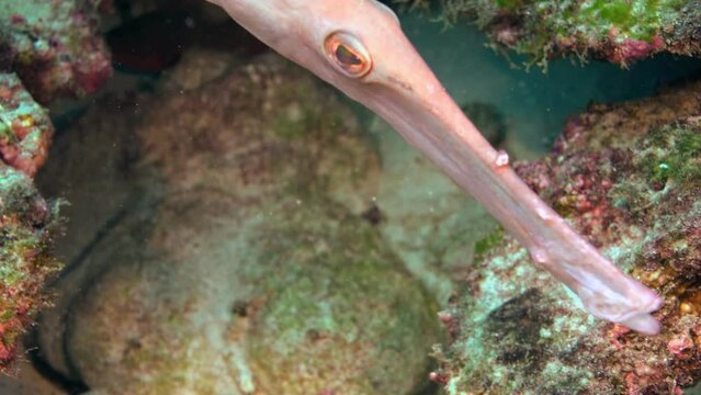Blenny fish (Parablennius spp.) peering out from a crevice in a coral reef, with a colorful sponge-covered shipwreck in  background at Cocos Island.