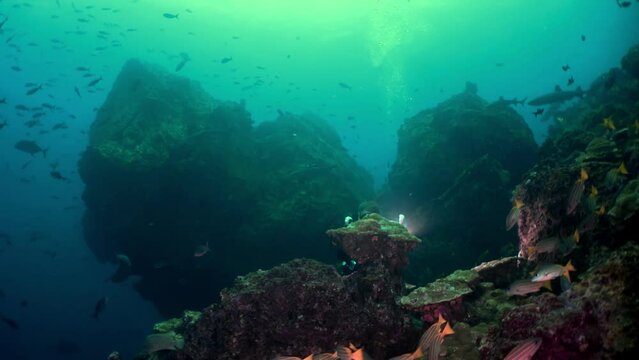 Wide slow motion shot of a rocky reef teeming with fish and sharks (Carcharhinus spp.) in  deep waters of Cocos Island, showcasing  vibrant marine ecosystem.