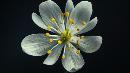 Flower photographed from above against a black backdrop