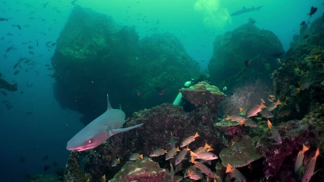 White tip reef shark (Triaenodon obesus) swimming alongside a school of snapper (Lutjanidae) near coral formations at Cocos Island. A diver in background shines a light, exploring underwater landscape