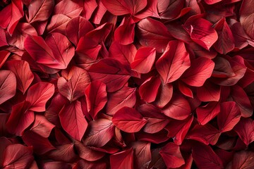 Autumnal Leaves: A Symphony of Red Hues