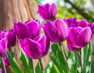 Vivid purple tulips in close up during the spring season