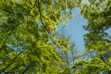 青々とした新緑の木々がまるで春を喜びダンスをするように　滋賀県大津市皇子が丘公園の新緑の風景
