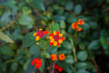 Beautiful  Verbena hybrida flowers, North China
