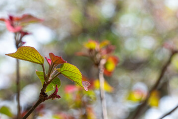 固い葉でいつも美しい姿をしているアカメガシワ