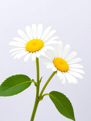 Daisey Flowers