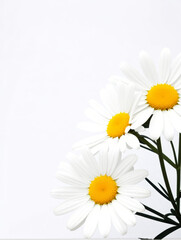 Naklejka premium Daisey Flowers