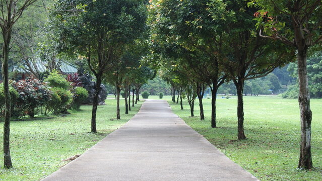 A straight walking or running path in the garden or park with tall green trees next to the path