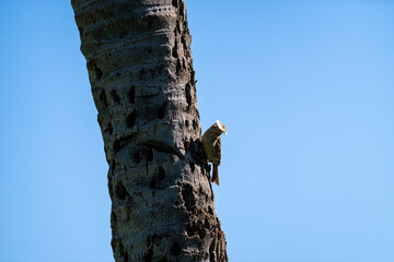 House finch with a white and brown striped feather in it’s beak perched on a palm tree trunk,...