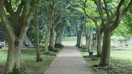 A straight walking or running path in the garden or park with tall green trees next to the path; landscape photography; luscious greenery along the walking path in a garden park