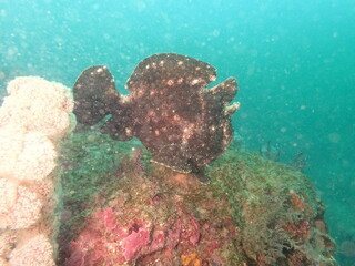 海の岩場を泳ぐ黒いオオモンカエルアンコウ