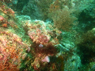 海の岩に擬態するオニカサゴ
