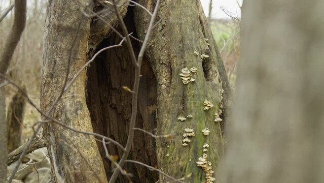 Big dark hole in tree trunk full of mushroom reveal in forest bare trees