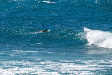 Naklejka premium Man on a surfboard swimming out to the waves on the Pacific Ocean off the coast of Maui at Hookipa Beach, Hawaii 