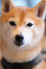 犬