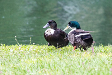 Ducks at the Pond