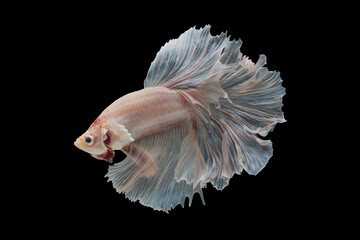 betta fish