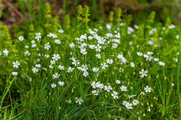Fototapeta premium grass with white flowers