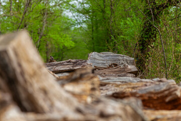 wood logs in the forest