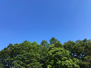 初夏の空と新緑