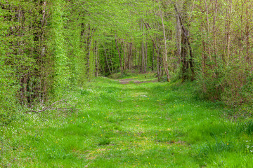 Fototapeta premium path in the forest