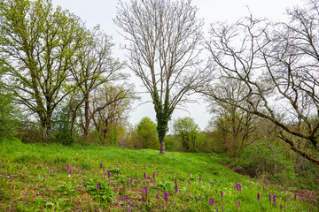 Naklejka premium blooming tree in spring