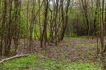 footpath in the woods