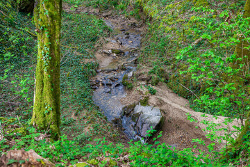 stone steps in the forest