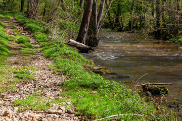 stream in the forest