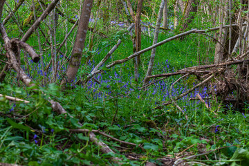 blue flowers in the forest