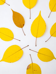 Leaves/leaf/green/red/yellow/orange