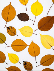 Obraz premium Leaf/leaves/brown/yellow