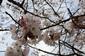桜の花