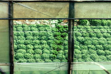 Lush Lettuce Growing in a Greenhouse Under Morning Sunlight With Clear Windows