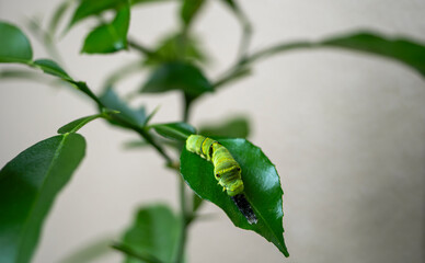 脱皮した皮を食べるアゲハの幼虫