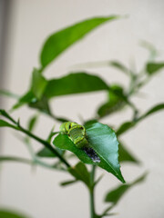 脱皮したてのアゲハ蝶の幼虫