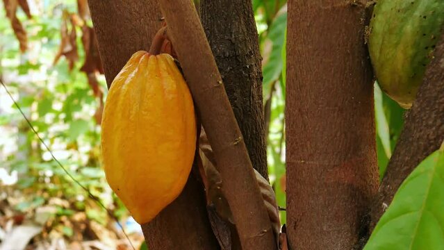 Yellow Cacao pods grow on trees. Ripe cacao fruits, There are many ripe cacao fruits all over the tree. plant cocoa fruit plantation,4k video