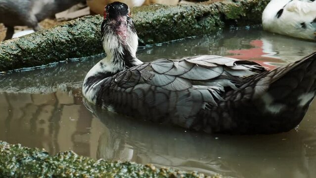 Ducks Mating on water in duck farm, father and mother ducks hybridize ,Natural sustainable breeding