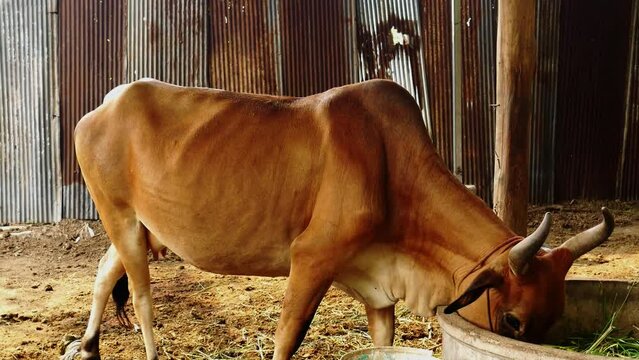 A large brown cow is eating grass on a farm. caw animal farm