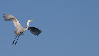 Closeup of a white heron in spring.