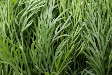 Sprigs of fresh dill as background, closeup view
