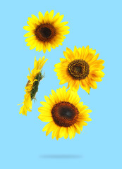 Bright sunflowers in air on light blue background