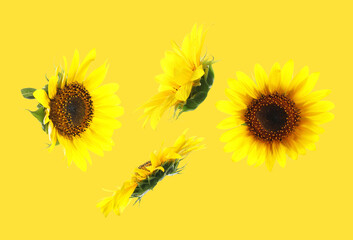 Bright sunflowers in air on golden background