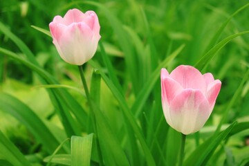 ピンクと白のチューリップ